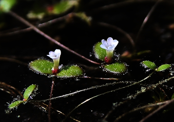 {Gratiola amphiantha}